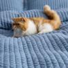 Bedsure Navy Quilts Queen Size – Queen Quilt Bedding Set Bedspread Coverlet, Lightweight Neutral Striped Bedding, 3-Piece Set with 90″x96″ Coverlet & 2 Pillow Shams, All-Season Soft Microfiber(03 – Blue (Solid Border))